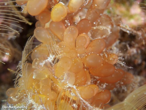 Botryocladia pyriformis