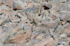 Oligosoma