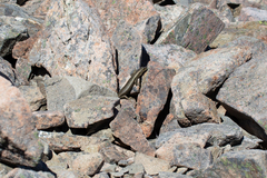 Oligosoma