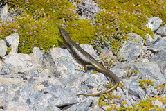 Oligosoma