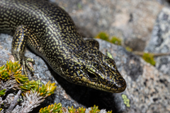 Oligosoma