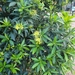 Xanthostemon chrysanthus - Photo (c) whjc119, alguns direitos reservados (CC BY-NC)