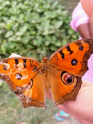 Peacock Pansy