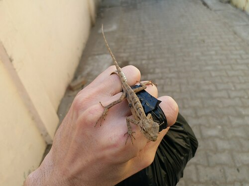 Indian Garden Lizard