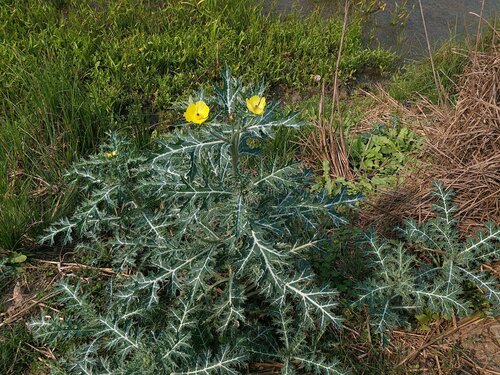 Mexican prickly poppy