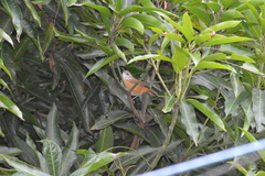 Cantorchilus leucotis