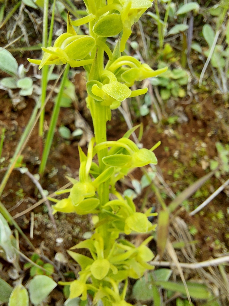 Platanthera clavigera