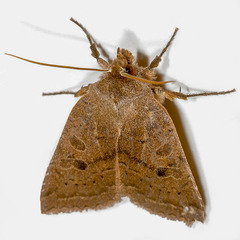 Epiglaea decliva