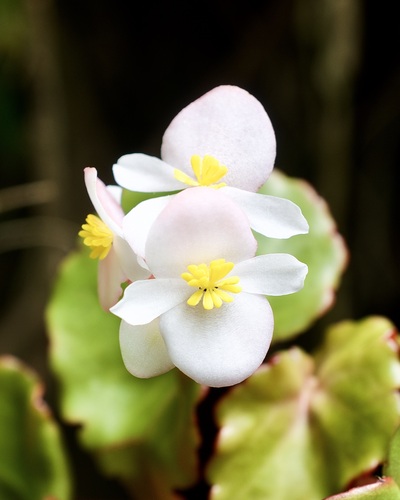 Begonia wrightiana