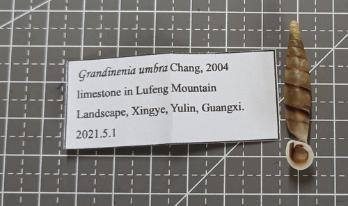Grandinenia rex