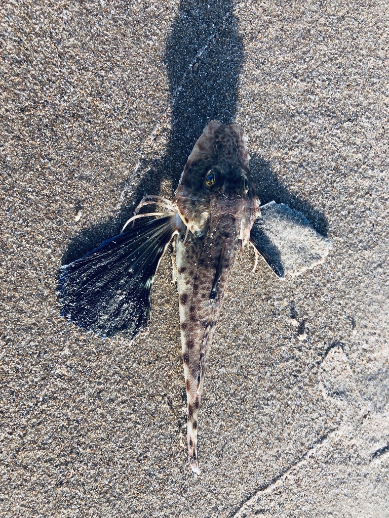 Atlantic searobin (Prionotus punctatus) — Triglidae
