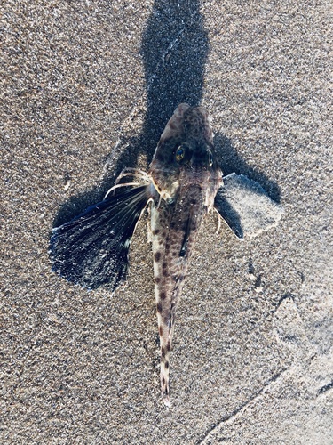 Atlantic searobin (Prionotus punctatus) — Triglidae