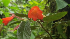 Begonia tetrandra