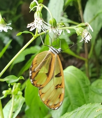 Oleria baizana baizana