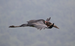 Leptoptilos dubius