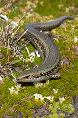 Oligosoma chloronoton
