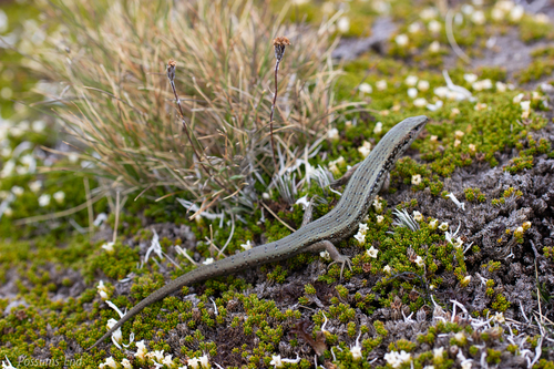 Oligosoma chloronoton