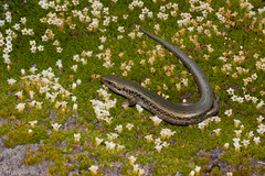 Oligosoma chloronoton