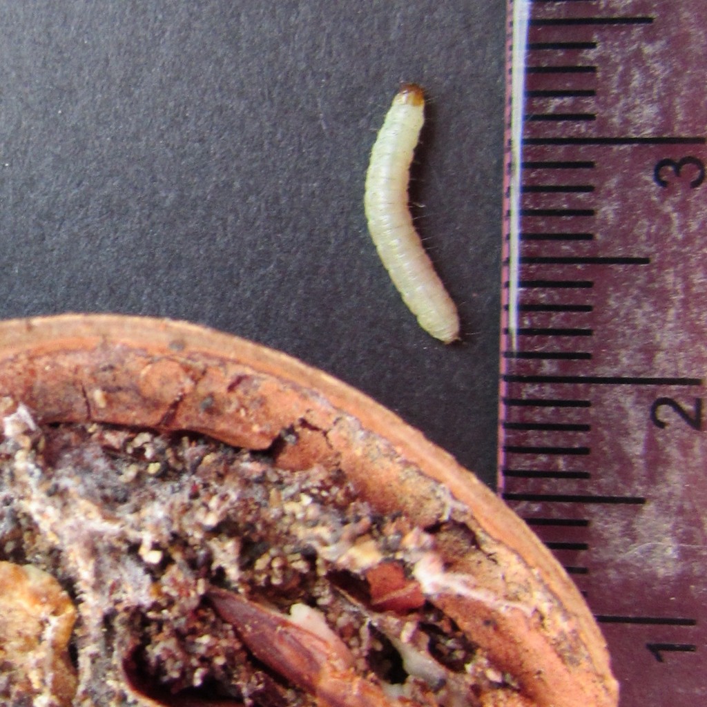 Hickory Shuckworm Moth (Wildlife and Wildflowers of Texas - Moths ...