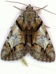 Catocala crataegi