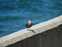 Cinclodes patagonicus