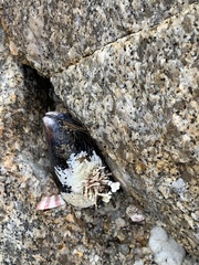 Mytilus californianus