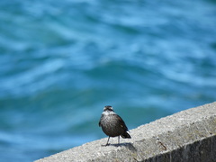 Cinclodes patagonicus
