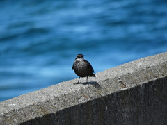 Cinclodes patagonicus