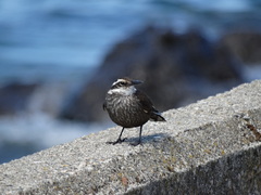 Cinclodes patagonicus