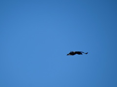 Caracara plancus