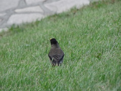 Turdus falcklandii