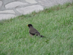 Turdus falcklandii