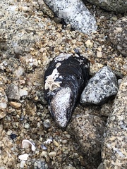 Mytilus californianus