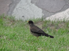 Turdus falcklandii