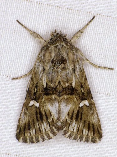 Toadflax Brocade Moth
