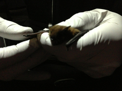 Myotis californicus