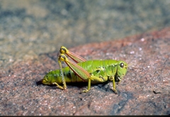 Epipodisma pedemontana