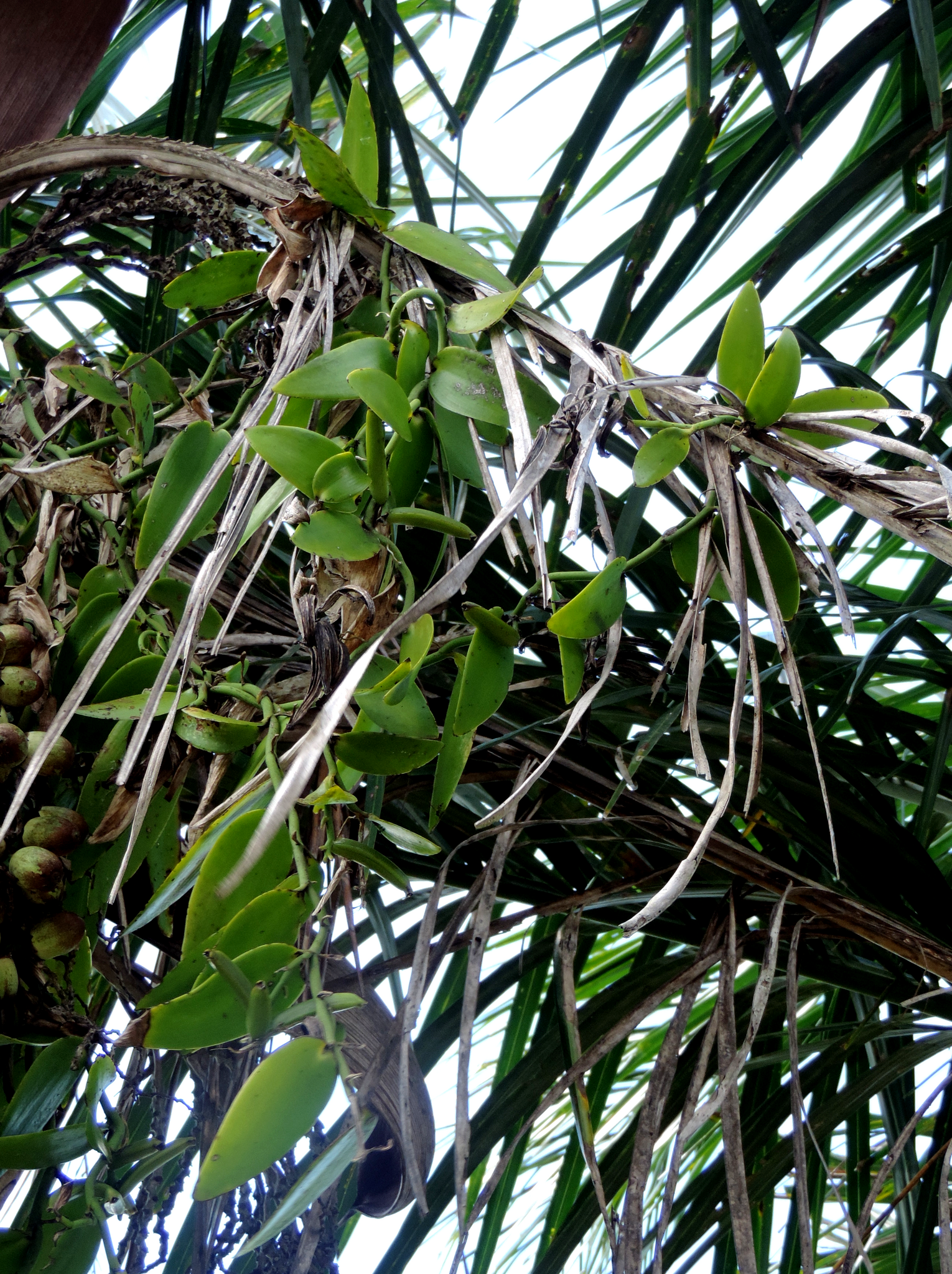 Vanilla palmarum