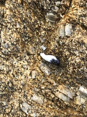 Mytilus californianus