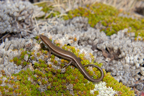 Oligosoma eludens