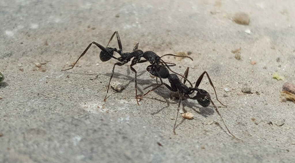 Aphaenogaster sicardi