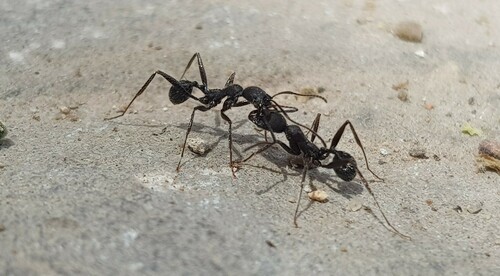 Aphaenogaster sicardiAphaenogaster sicardi