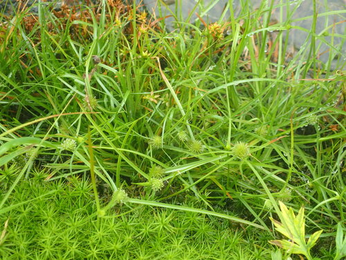 Cyperus kamtschaticus iNat (1)