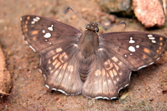 Caprona ransonnettii