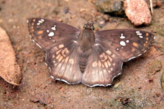 Caprona ransonnettii