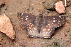 Caprona ransonnettii
