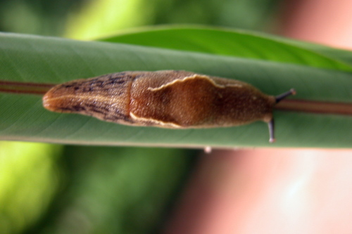 Mariaella dussumieri