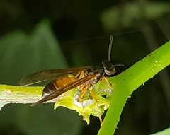 Angiopolybia