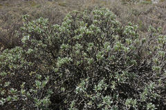Pimelea aridula