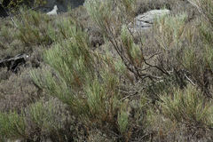 Carmichaelia compacta